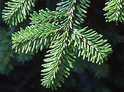 Attēlu rezultāti vaicājumam “Abies mariesii”