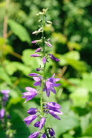 Attēlu rezultāti vaicājumam “Campanula latifolia leaf”