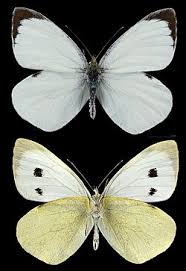 Attēlu rezultāti vaicājumam “Pieris brassicae female”