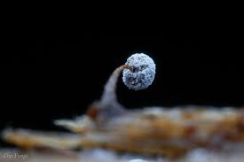 Attēlu rezultāti vaicājumam “Didymium crustaceum macro”