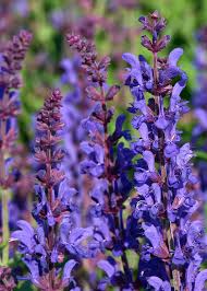 Attēlu rezultāti vaicājumam “Salvia nemorosa leaf”