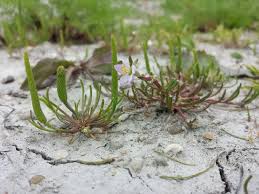 Attēlu rezultāti vaicājumam “Myosurus minimus flower”
