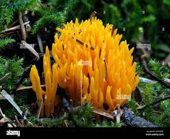 Attēlu rezultāti vaicājumam “Calocera viscosa”