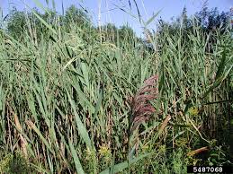 Attēlu rezultāti vaicājumam “Phragmites communis fruit”