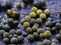 Attēlu rezultāti vaicājumam “Badhamia capsulifera var. arborea”