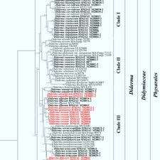 Attēlu rezultāti vaicājumam “Diderma roanense spores”