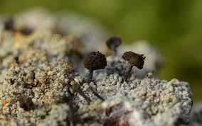 Attēlu rezultāti vaicājumam “Chaenotheca ferruginea”