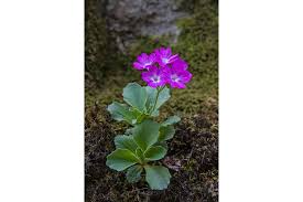 Attēlu rezultāti vaicājumam “Primula farinosa”