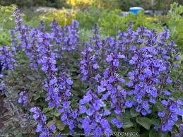 Attēlu rezultāti vaicājumam “Nepeta x faassenii”