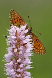 Attēlu rezultāti vaicājumam “Boloria eunomia underside”