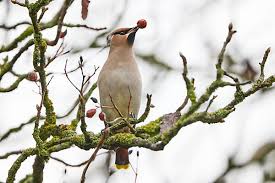 Attēlu rezultāti vaicājumam “Bombycilla garrulus adult”