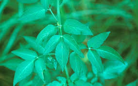 Attēlu rezultāti vaicājumam “Badhamia bethelii stalked”