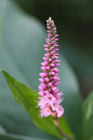Attēlu rezultāti vaicājumam “Polygonum amphibium flower”