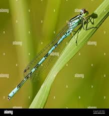 Attēlu rezultāti vaicājumam “Coenagrion hastulatum”