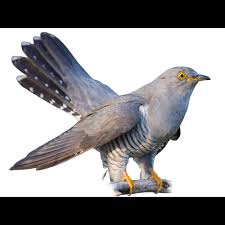 Attēlu rezultāti vaicājumam “Cuculus canorus”