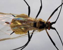 Attēlu rezultāti vaicājumam “Trichia alpina macro”