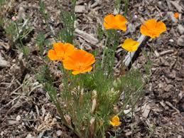 Attēlu rezultāti vaicājumam “Eschscholzia californica fruit”