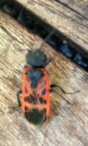 Attēlu rezultāti vaicājumam “Caenolyda reticulata”