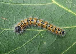 Attēlu rezultāti vaicājumam “Phalera bucephala larva”