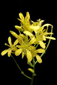 Attēlu rezultāti vaicājumam “Sisymbrium volgense”