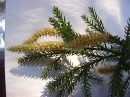 Attēlu rezultāti vaicājumam “Lycopodium dubium”