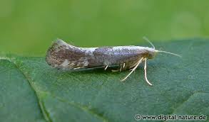 Attēlu rezultāti vaicājumam “Argyresthia spinosella”