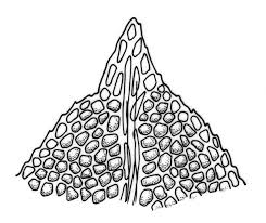 Attēlu rezultāti vaicājumam “Fissidens taxifolius sporophyte”