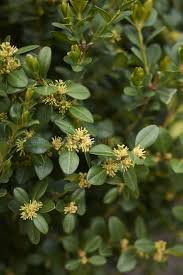 Attēlu rezultāti vaicājumam “Buxus sempervirens flower”