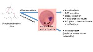 Attēlu rezultāti vaicājumam “Diderma radiatum plasmodium”