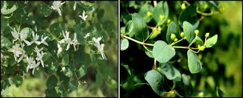 Attēlu rezultāti vaicājumam “Lonicera tatarica bud”