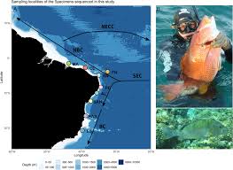 Image result for Lutjanus jocu