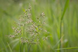 Attēlu rezultāti vaicājumam “Poa remota bud”