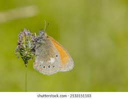 Attēlu rezultāti vaicājumam “Coenonympha glycerion”