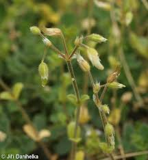Attēlu rezultāti vaicājumam “Cerastium semidecandrum bud”