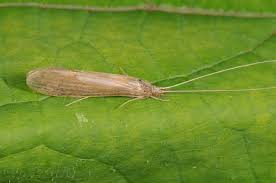 Attēlu rezultāti vaicājumam “Oecetis ochracea”