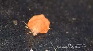 Attēlu rezultāti vaicājumam “Pandemis cerasana”