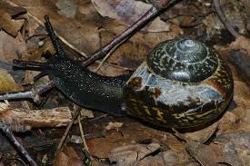 Attēlu rezultāti vaicājumam “Arianta arbustorum”