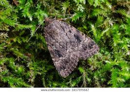 Attēlu rezultāti vaicājumam “Amphipyra pyramidea”