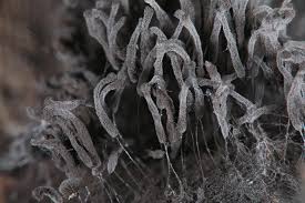 Attēlu rezultāti vaicājumam “Stemonaria irregularis”