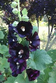 Image result for Alcea rosea nigra