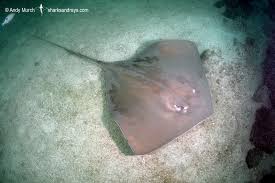 Image result for Hypanus longus