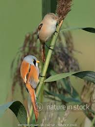 Attēlu rezultāti vaicājumam “Panurus biarmicus male”