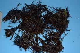 Attēlu rezultāti vaicājumam “Furcellaria lumbricalis”