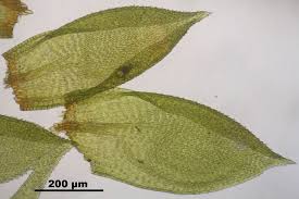 Attēlu rezultāti vaicājumam “Pterigynandrum filiforme”