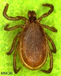 Attēlu rezultāti vaicājumam “Ixodes male”