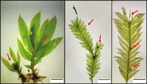 Attēlu rezultāti vaicājumam “Fissidens adianthoides sporophyte”