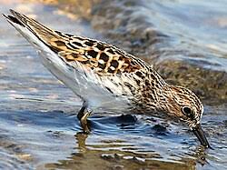 Image result for Calidris minutilla