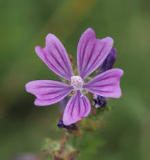 Image result for Malva sylvestris