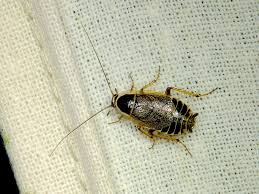 Attēlu rezultāti vaicājumam “Ectobius sylvestris female”