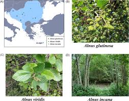 Attēlu rezultāti vaicājumam “Alnus”